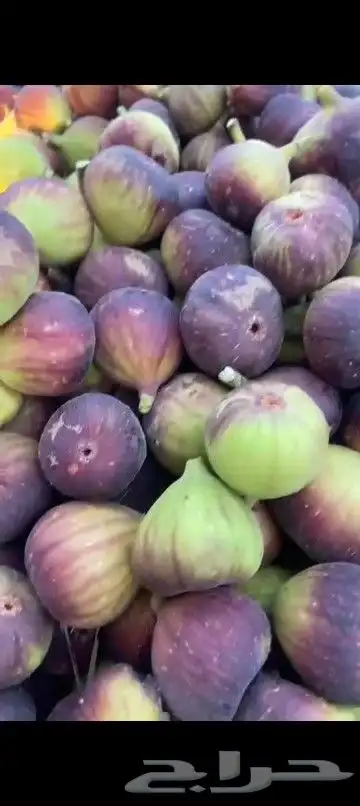 تين بلدي 2