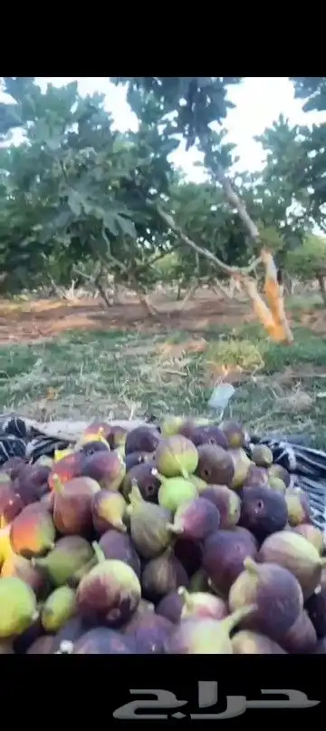 تين بلدي 0