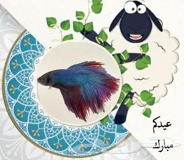 توزيعات العيد أسماك فايتر 0