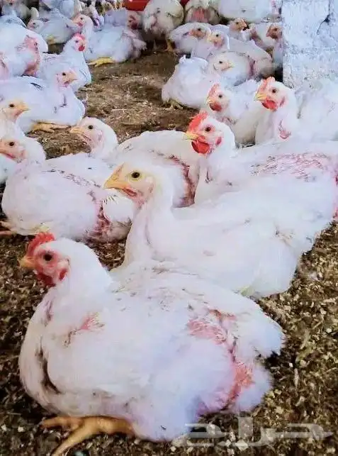 انا مشرف دواجن ابحث عن عمل ولي خبره كافيه في هذا المجال 1