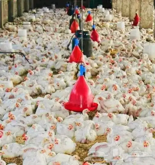 انا مشرف دواجن ابحث عن عمل ولي خبره كافيه في هذا المجال 5