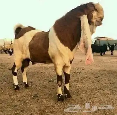 جزار اضحيه العيد بالمنطقة الشرقية 0