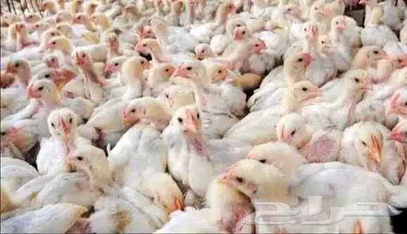 انا مشرف دواجن ابحث عن عمل ولي خبره كافيه في هذا المجال 3