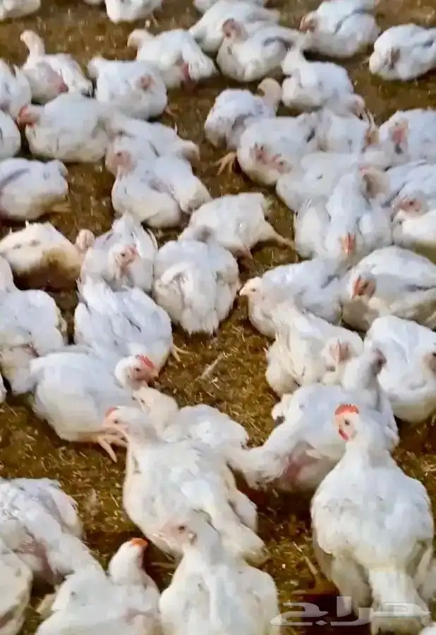 انا مشرف دواجن ابحث عن عمل ولي خبره كافيه في هذا المجال 6