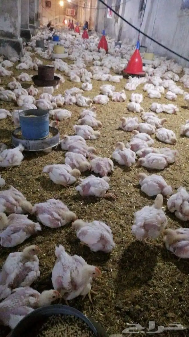 انا مشرف دواجن ابحث عن عمل ولي خبره كافيه في هذا المجال 8