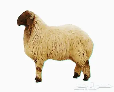 جزار اضحيه العيد بالمنطقة الشرقية 2