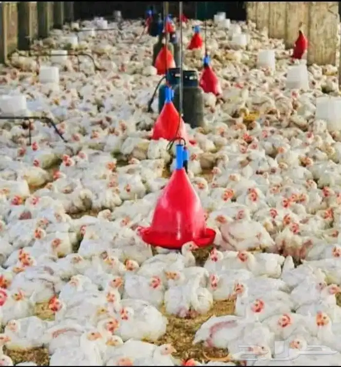انا مشرف دواجن ابحث عن عمل ولي خبره كافيه في هذا المجال 0