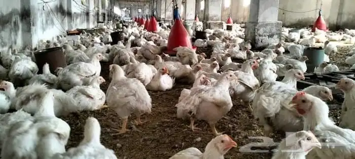 انا مشرف دواجن ابحث عن عمل ولي خبره كافيه في هذا المجال 9