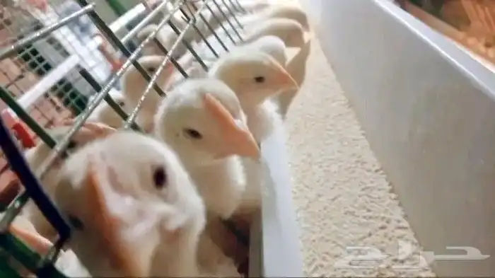 انا مشرف دواجن ابحث عن عمل ولي خبره كافيه في هذا المجال 4
