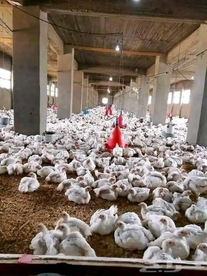 انا مشرف دواجن ابحث عن عمل ولي خبره كافيه في هذا المجال 7