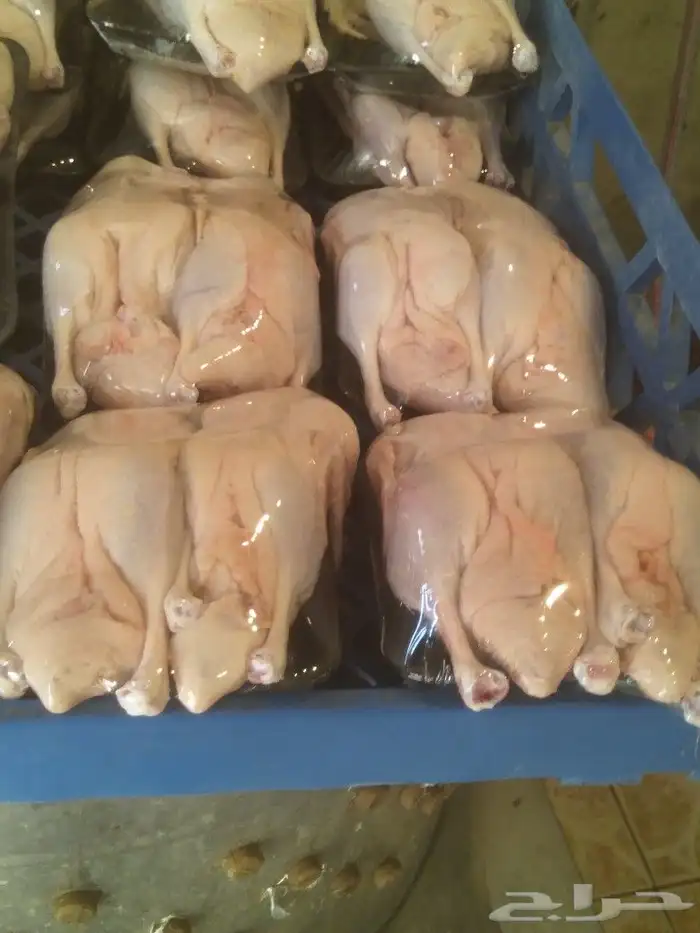 فراخه بط طيبه ذبح يومي 0