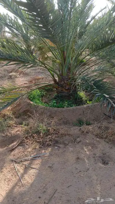 نخل عربي 1
