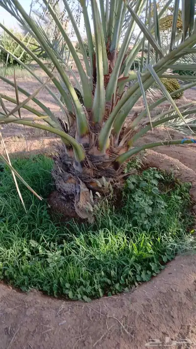 نخل عربي 0