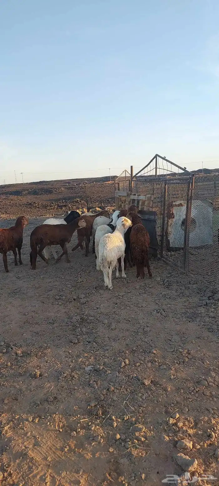طليان سواكني مرابي 1
