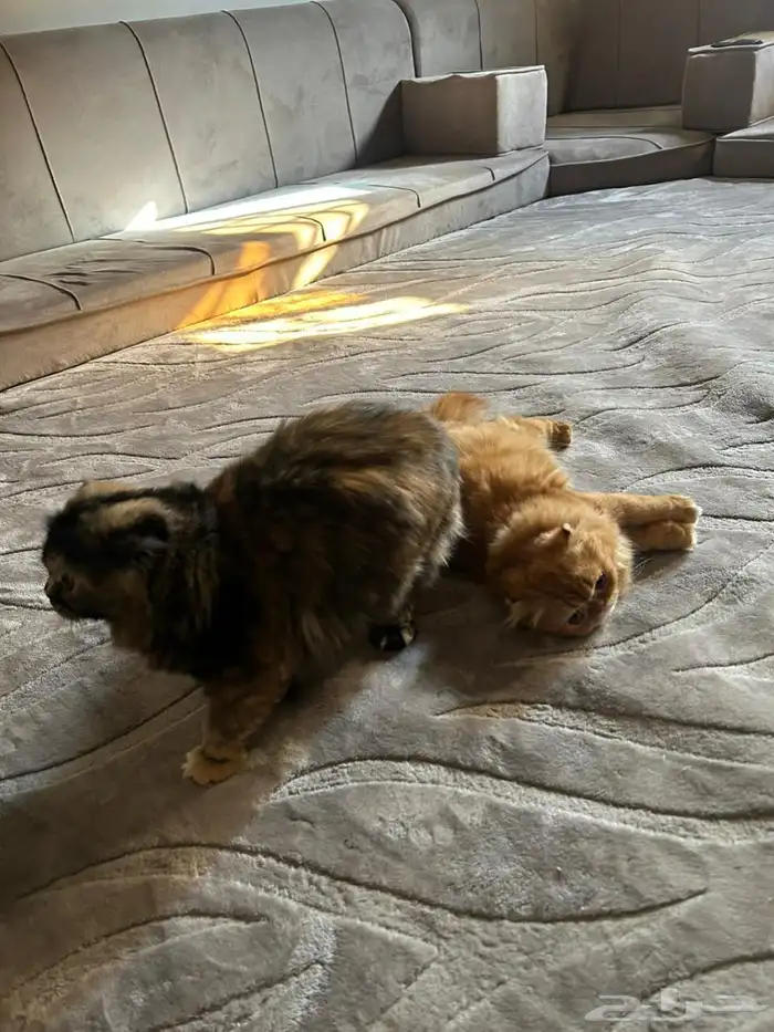 بساس للبيع شيرازي مع سكوتش 6