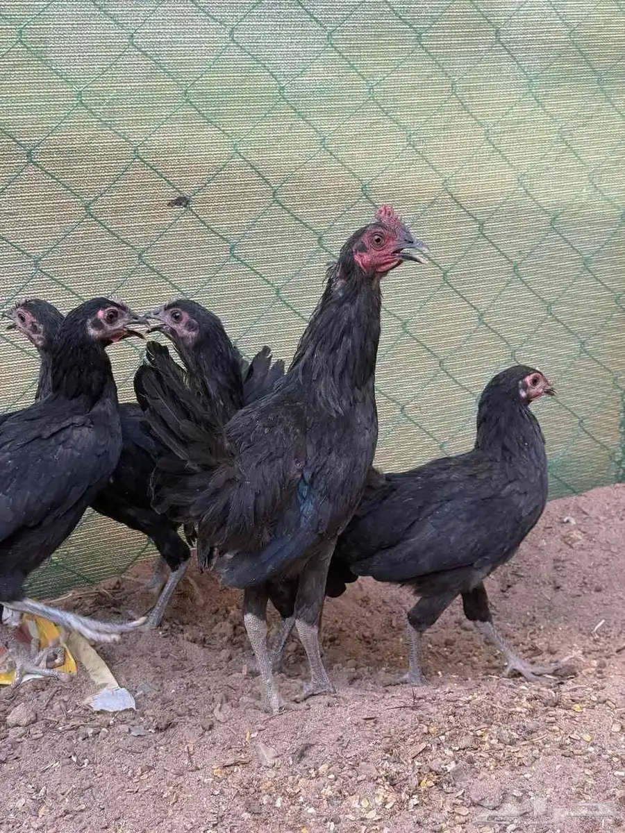 دجاج للبيع 0