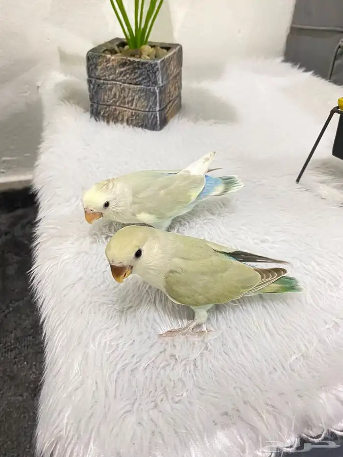 روزات اليفه 0