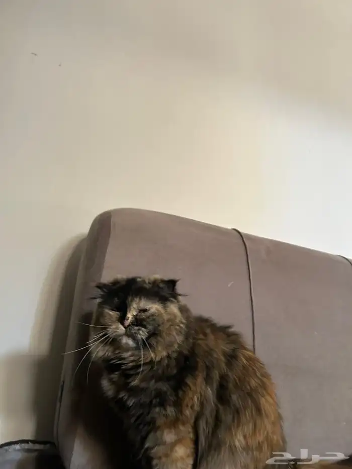 بساس للبيع شيرازي مع سكوتش 2