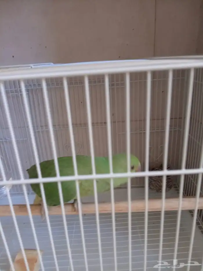 بغبغاء دره 1