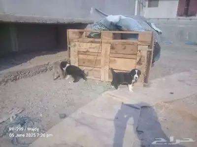 جرو كلاب صغيرة مجاناا 0