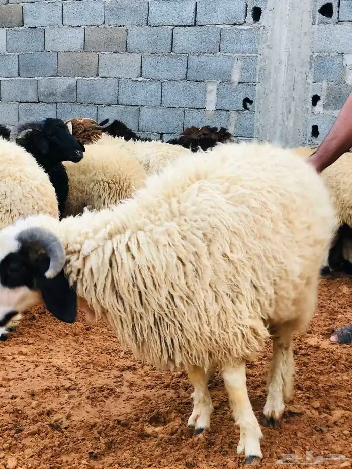 جزار مصري يوم العيد 0