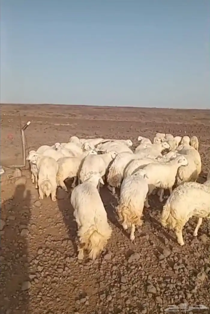 ذبايح حري سواكني تيوس مسلخ بالموقع مجهز شاهد التقييمات 1