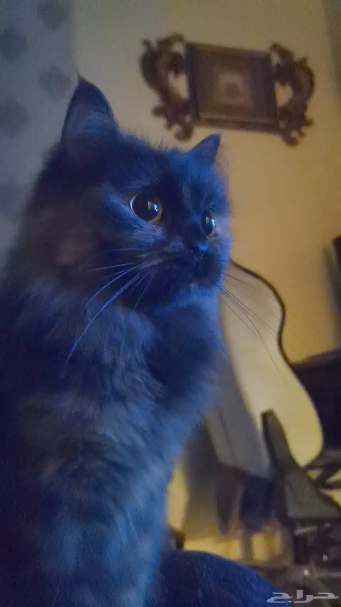 Cat For Sale للبيع قطة أليفة ونظيفة 1