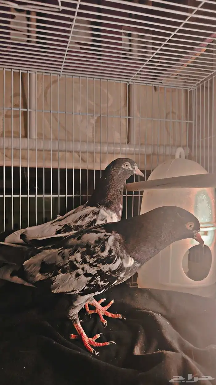 اعرضلكم ذكر وانثى رام بوري بيور للي يبي يأسس 0