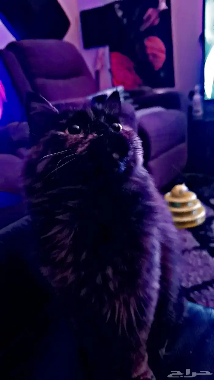 Cat For Sale للبيع قطة أليفة ونظيفة 3