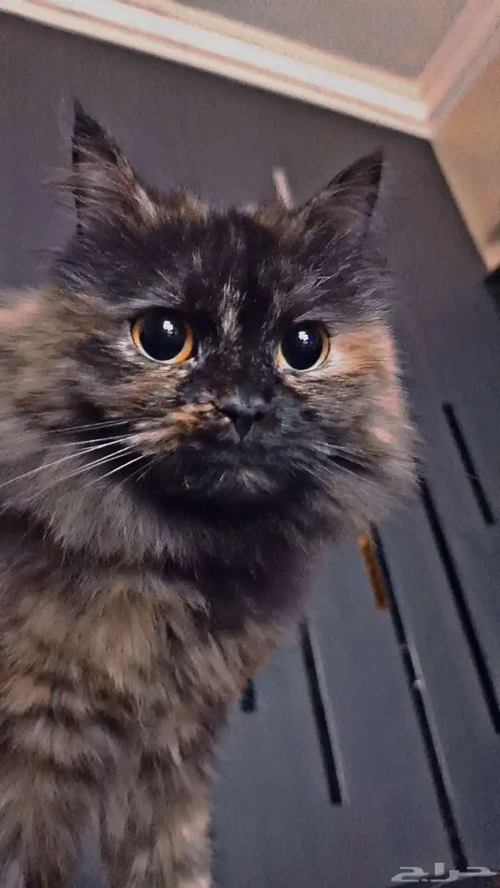 Cat For Sale للبيع قطة أليفة ونظيفة 2