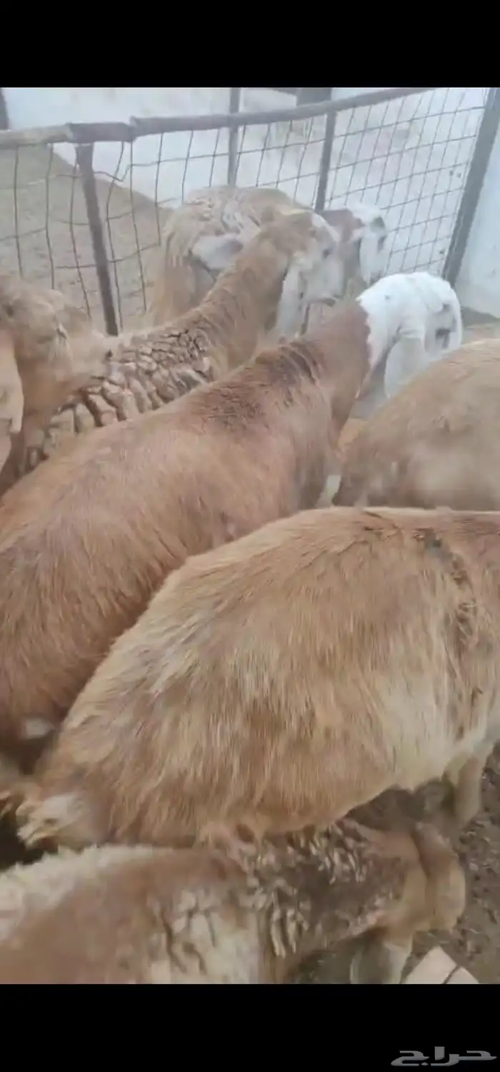 طليان سواكني 2