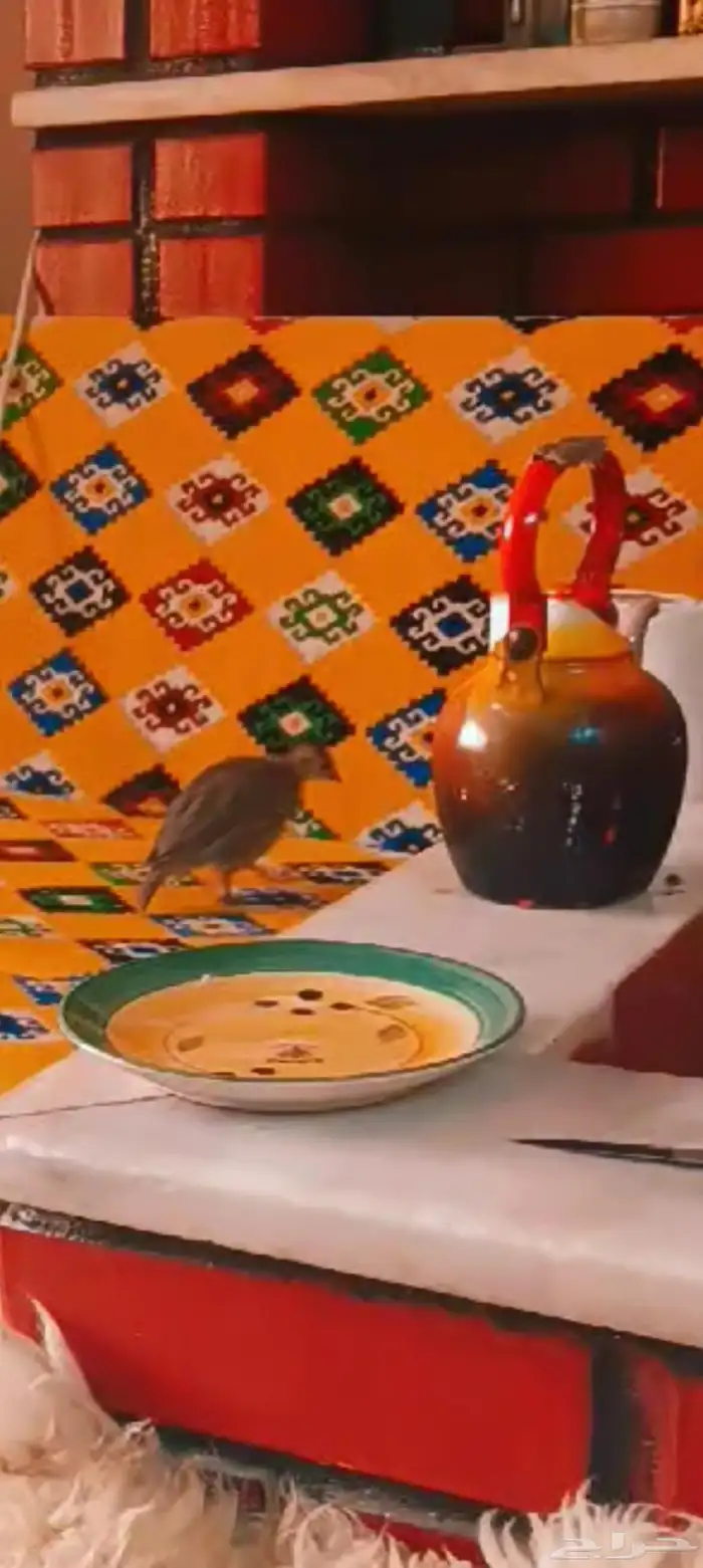 تم البيع   قهبي عمره شهرين 2
