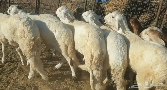 ذبايح حري سواكني تيوس مسلخ بالموقع مجهز شاهد التقييمات 4