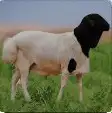 عرض الاضاحي 750 ريال 2
