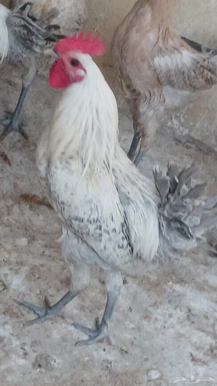 دياكة فيومي وبلدي 1