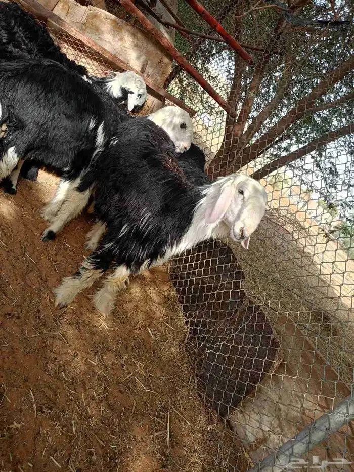 نجد جذعات وجذعان 3