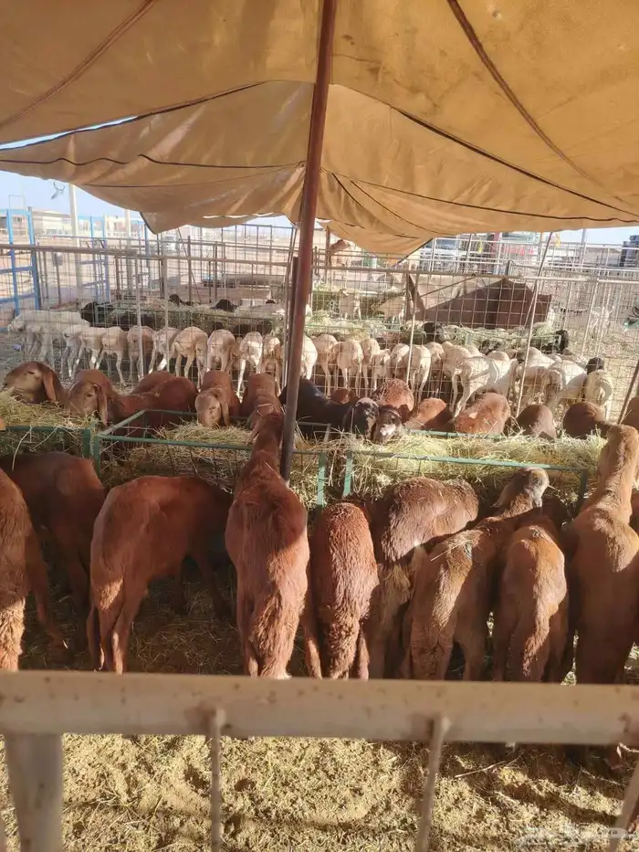 احجز اضحيتك معنا الان برابر وتيوس ونعيمى وسواكن 1