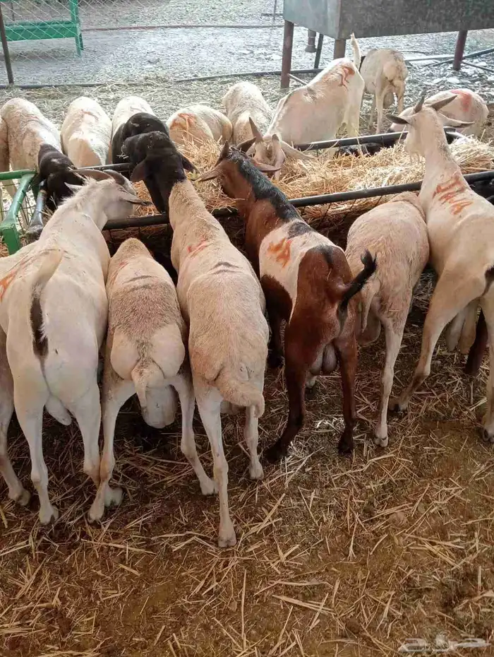 عرض خاص لتجار المواشي   غنم بربري جملة 7