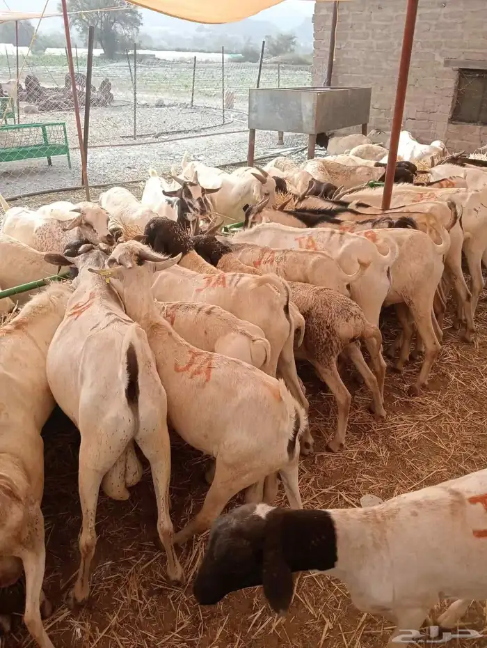 عرض خاص لتجار المواشي   غنم بربري جملة 3