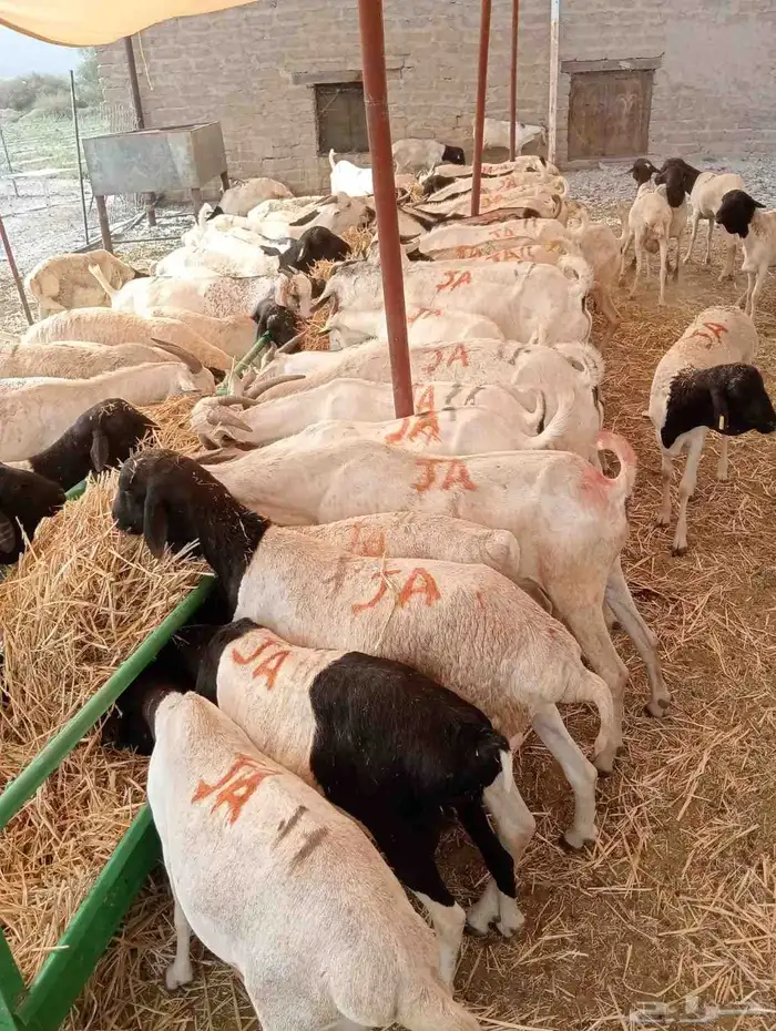 عرض خاص لتجار المواشي   غنم بربري جملة 2
