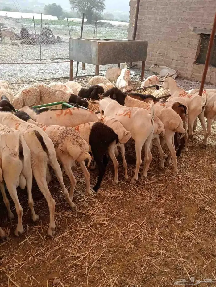 عرض خاص لتجار المواشي   غنم بربري جملة 0