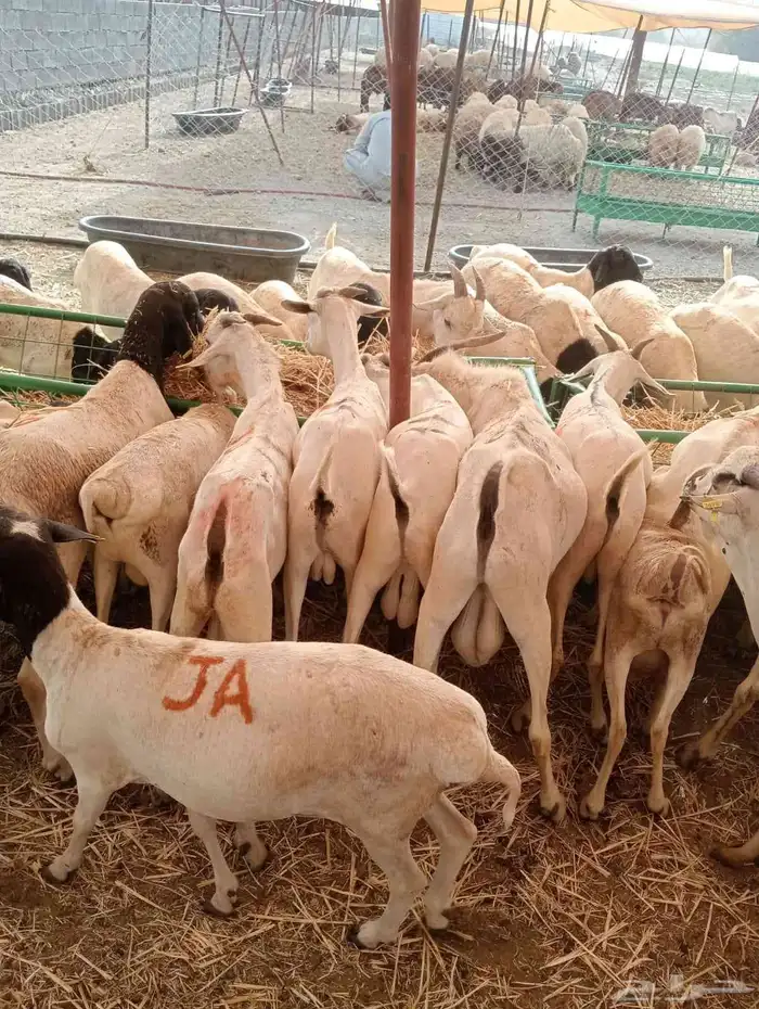 عرض خاص لتجار المواشي   غنم بربري جملة 4