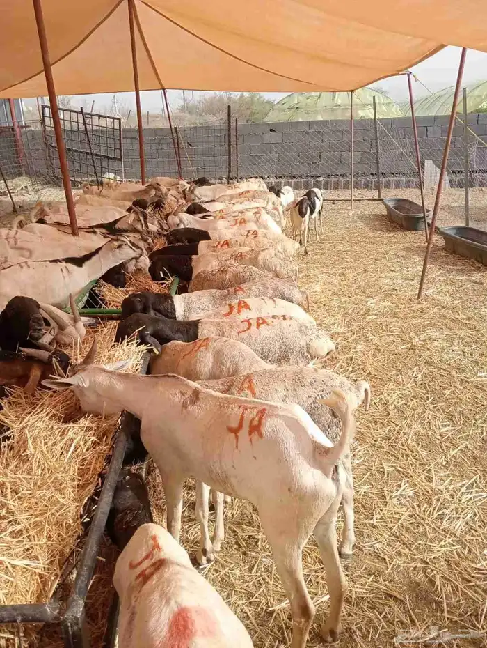 عرض خاص لتجار المواشي   غنم بربري جملة 6