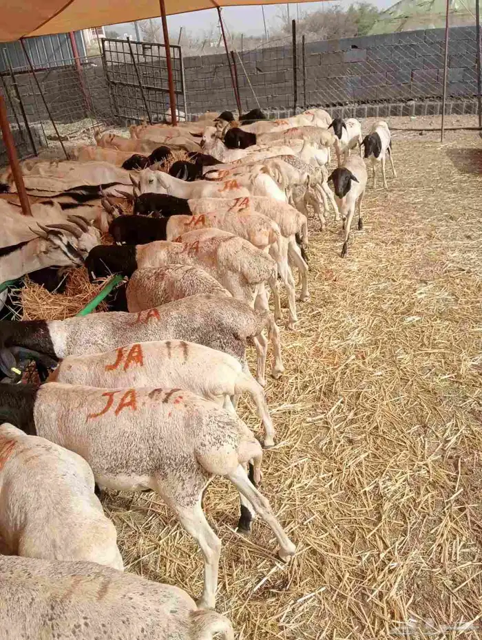 عرض خاص لتجار المواشي   غنم بربري جملة 9