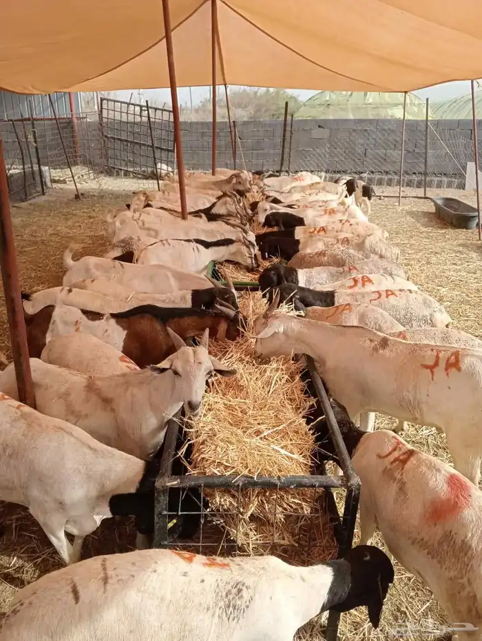 عرض خاص لتجار المواشي   غنم بربري جملة 8