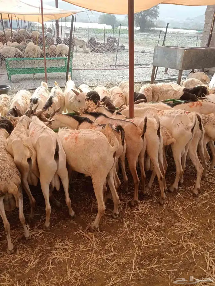 عرض خاص لتجار المواشي   غنم بربري جملة 5
