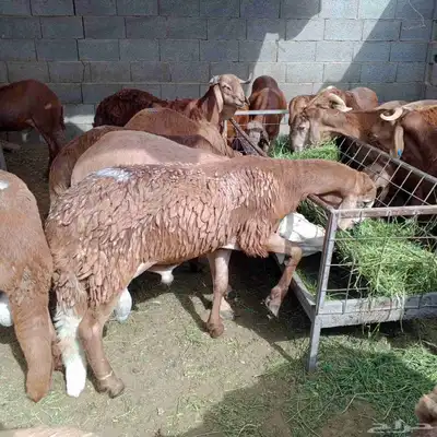 أضاحي 3