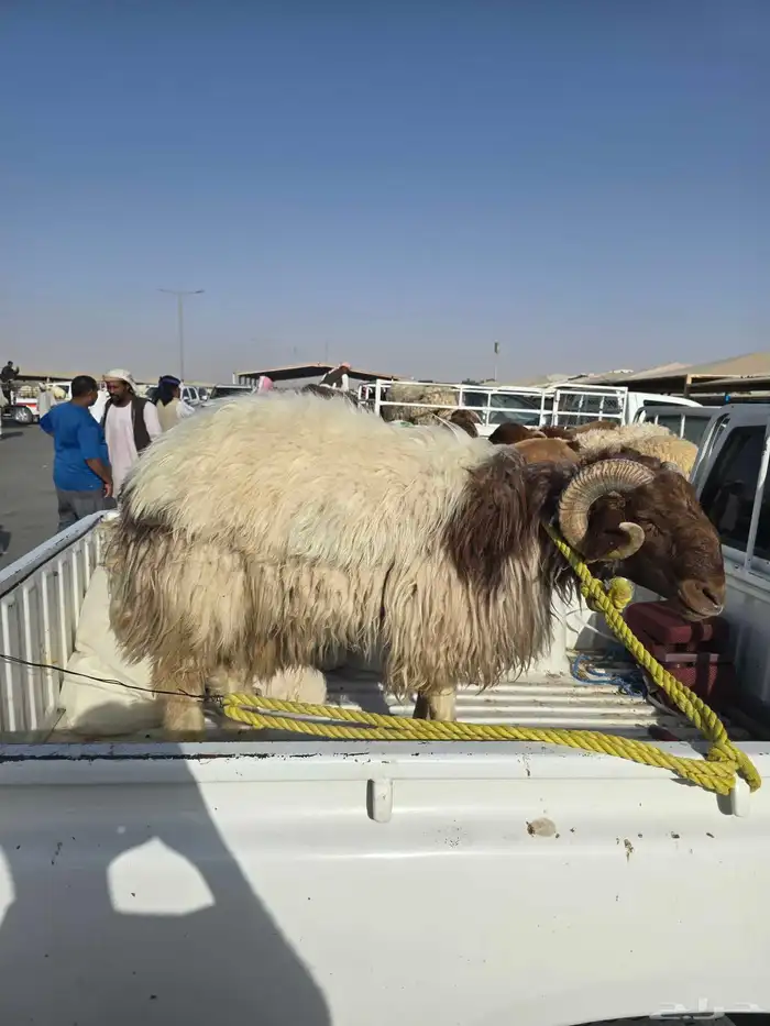 خروف نعيمي صاف عربي اصلي واللحم على الشرط مطعوم ميه في الميه 1