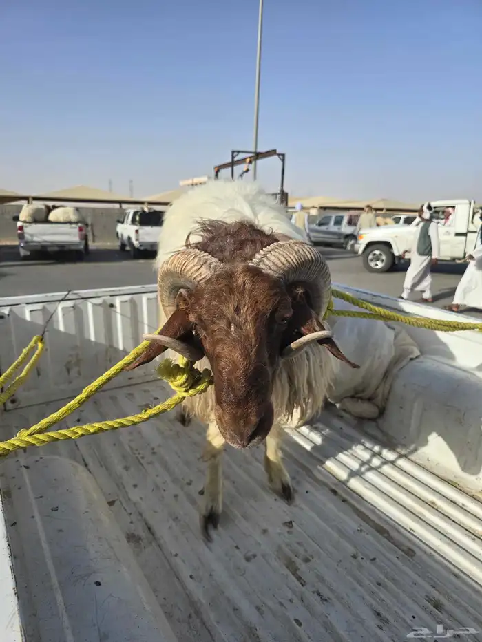 خروف نعيمي صاف عربي اصلي واللحم على الشرط مطعوم ميه في الميه 0