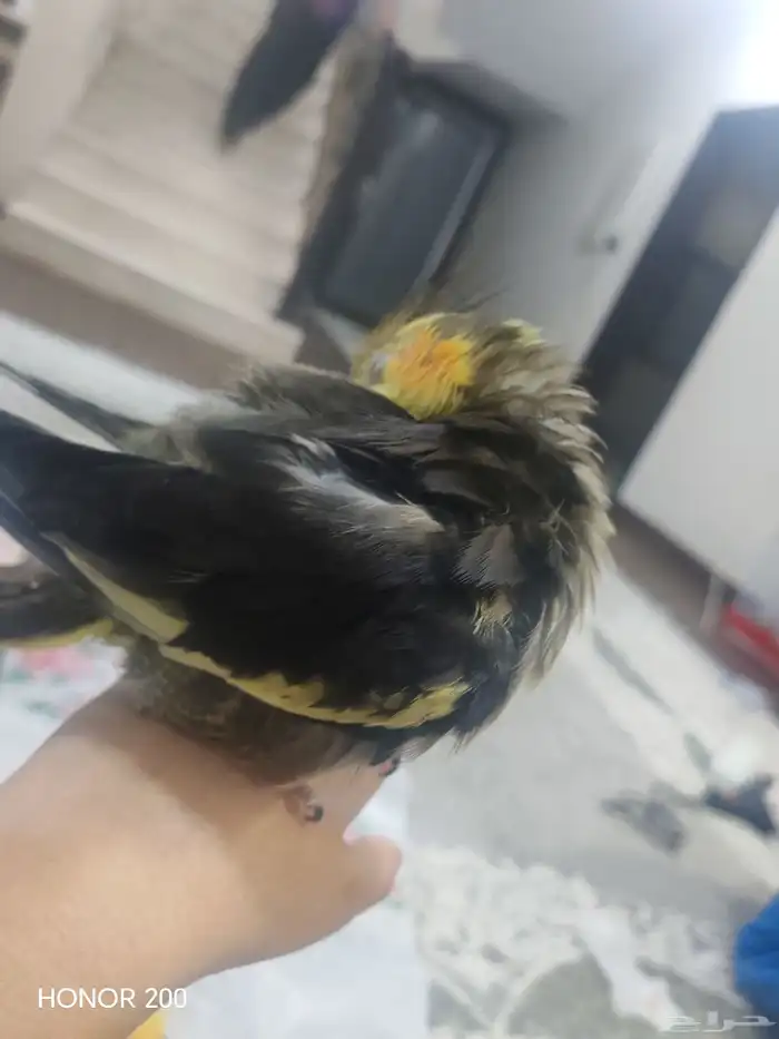 كروان كوكتيل 1